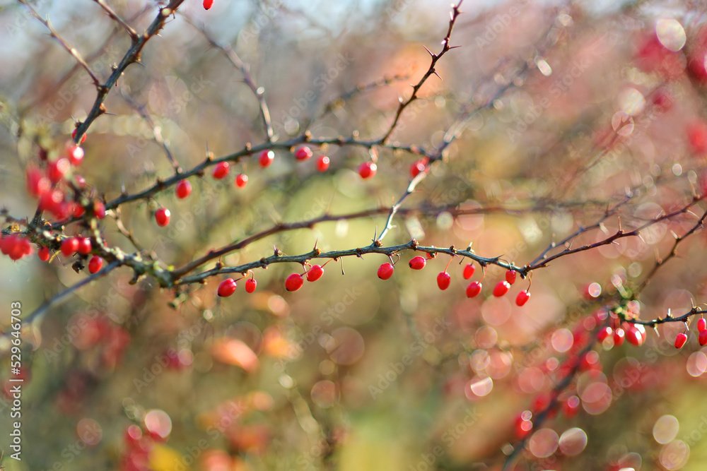 Bright red barberries on a branch on fall day. Berberis darwinii plant. Beautiful autumn vegetation. Bright red barberries on a branch on fall day. Berberis darwinii plant. Beautiful autumn vegetation.