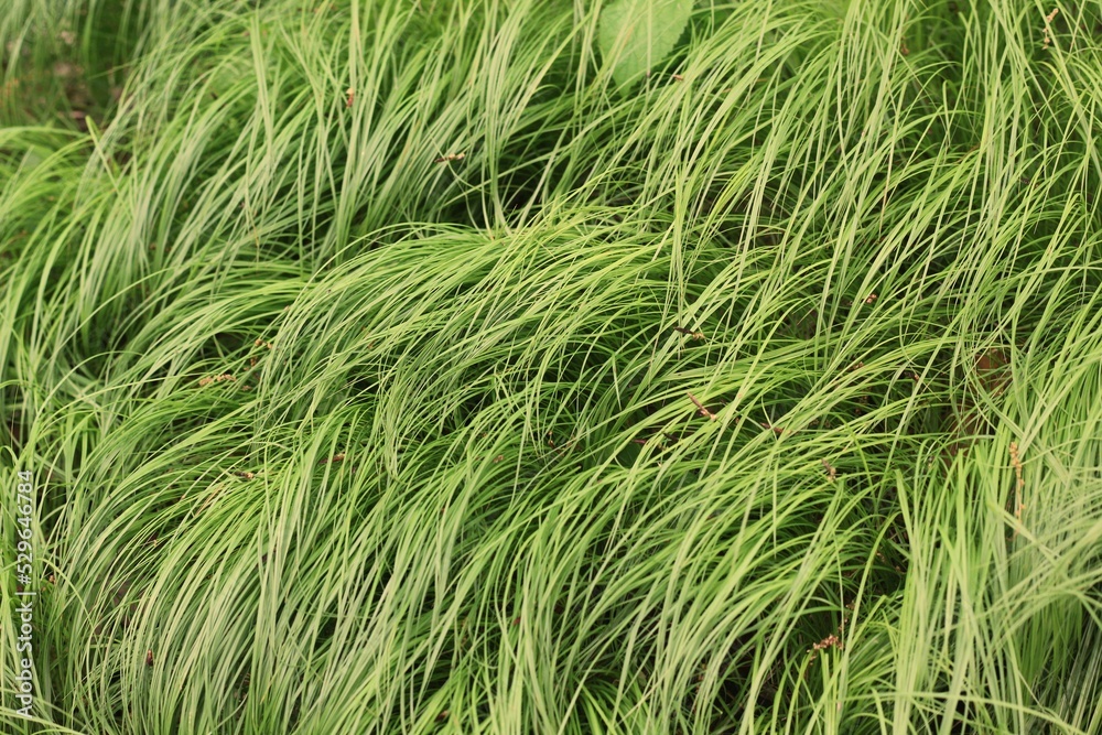 green grassy background green grassy background