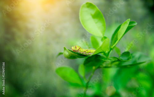 green army worm (Spodoptera frugiperda) on a green leaf and garden