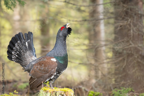 Majestic Western Capercaillie (Tetrao Urogallus) with big tail courting in forest in spring