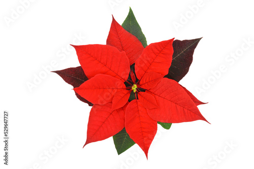 Top view of a Poinsettia flower head also knows as Christmas Star flower isolated on a transparent background. photo
