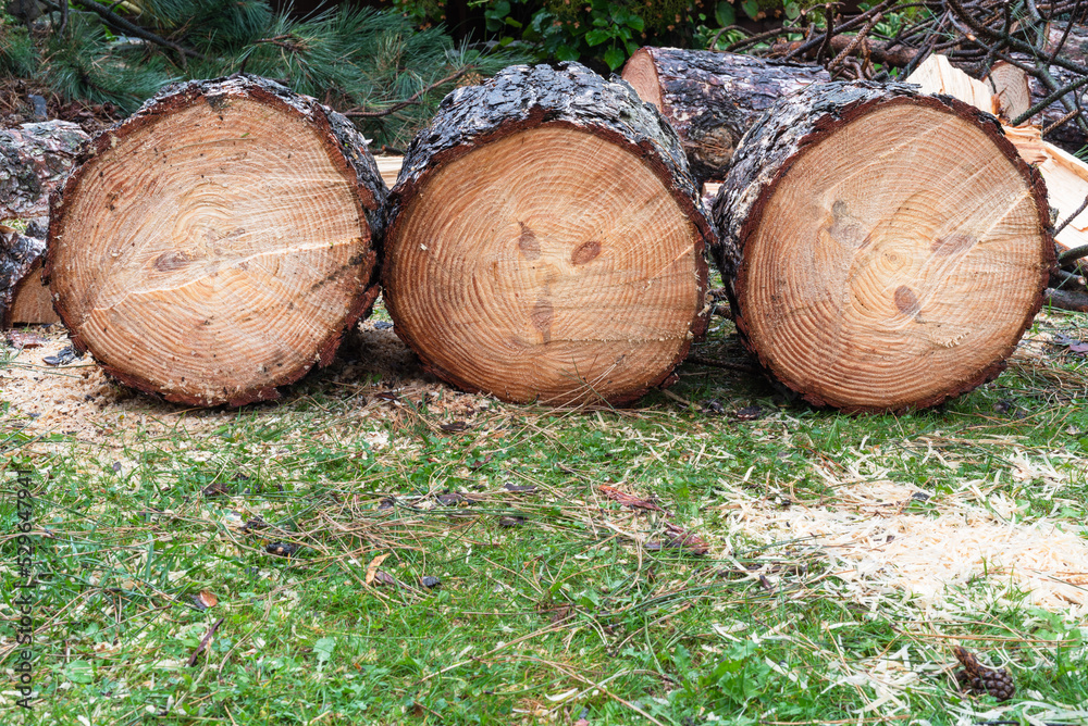 Log firewood from pine tree