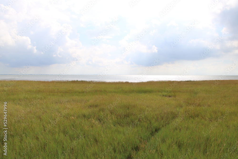 Salt marshes at the wadden sea side | East Frisian Island Juist