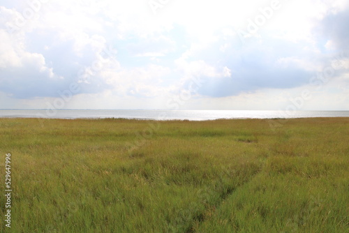 Salt marshes at the wadden sea side   East Frisian Island Juist