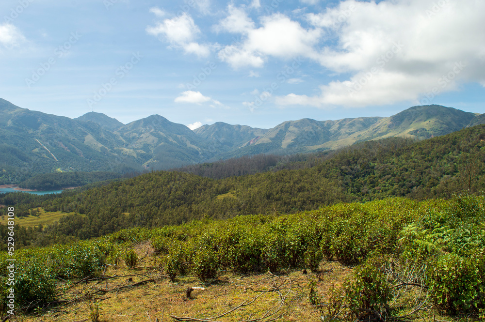 Naklejka premium Towering mountains, sprawling tea gardens, rivers, nature's gift of greenery everywhere is the way one can explain the beauty of Ooty.