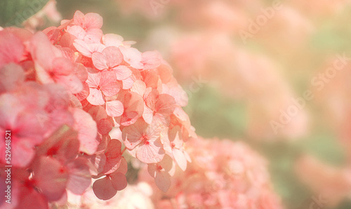 Hydrangea macrophylla, bigleaf hydrangea, French hydrangea, hortensia in garden bush blossom pink blooming flowers as noisy floral botanical spring summer elegant backdrop background walllpaper