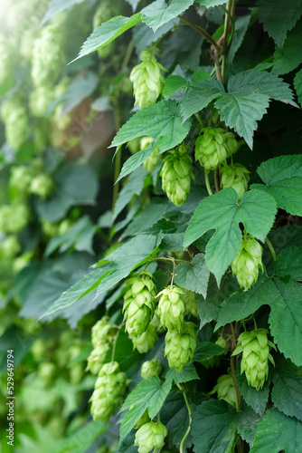 Hop cones and leaves. Big hop plants in world largest area of hops agriculture, Hallertau, Holledau, Germany, banner