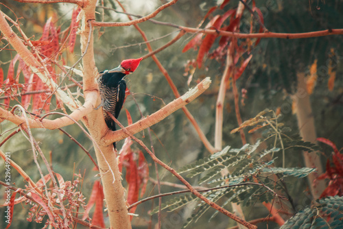 Woodpecker Red-Breasted - Famous Brazilian Bird Woodpecker on top of a branch in the forest.