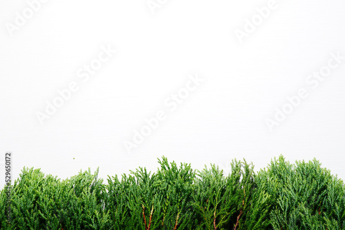 The leaves of a Christmas tree or pine white plank backdrop (spot focus)