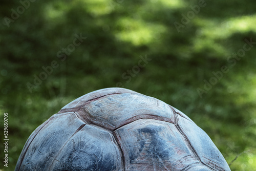 Texture of Turtle carapace in front of green grass