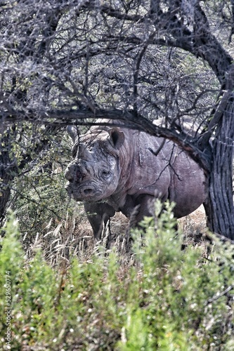 rhino in the woods