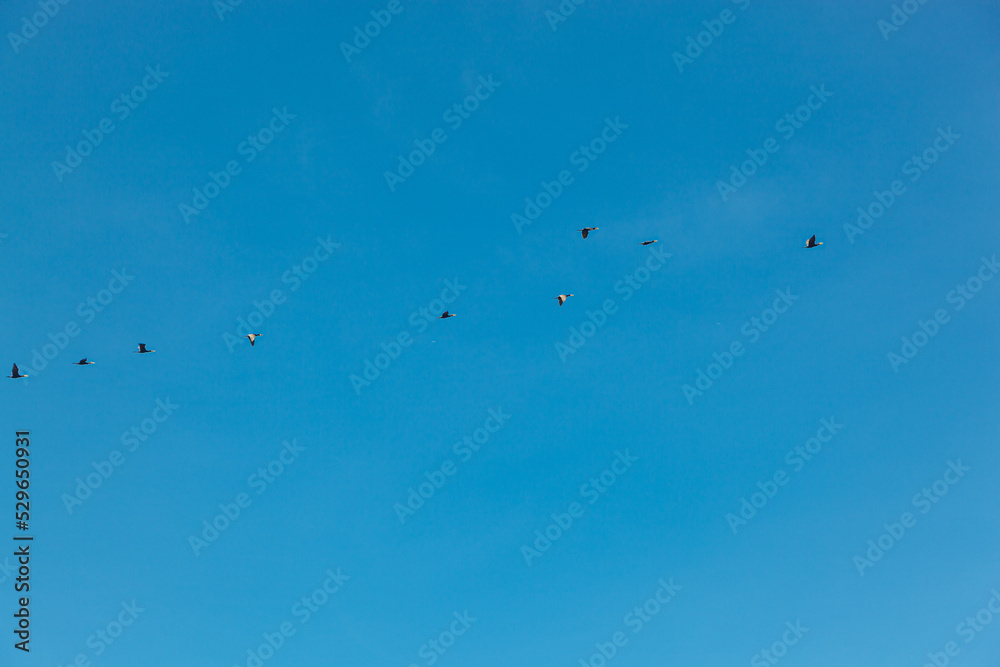 a flock of birds flying in the blue sky