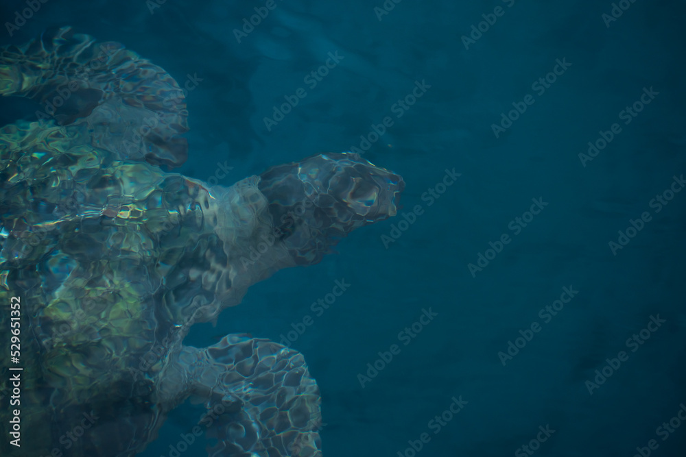 Obraz premium Close up of sea turtle swimming in the ocean underwater. Top view of sea life in Latin America. Travel and ecotourism concept.