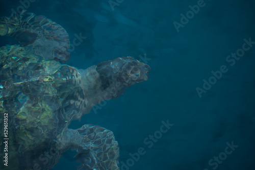 Close up of sea turtle swimming in the ocean underwater. Top view of sea life in Latin America. Travel and ecotourism concept.