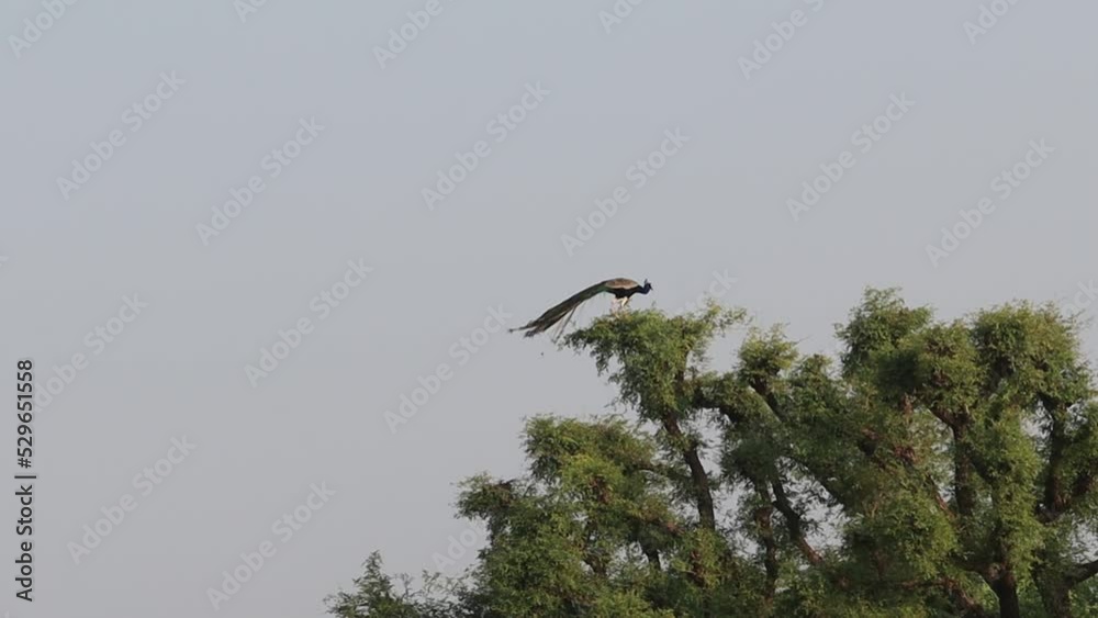 a beautiful peacock bird sitting on a tree, Rajasthan India a beautiful peacock bird sitting on a tree, Rajasthan India
