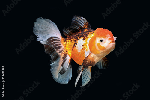 Oranda goldfish isolated on a dark black background	