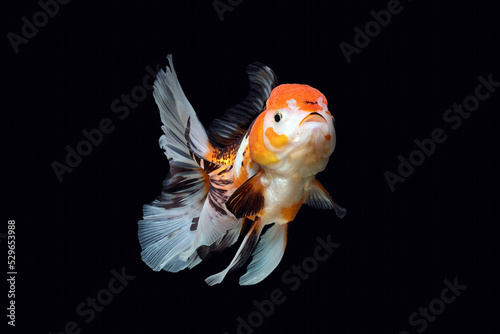 Wallpaper Mural Oranda goldfish isolated on a dark black background	 Torontodigital.ca