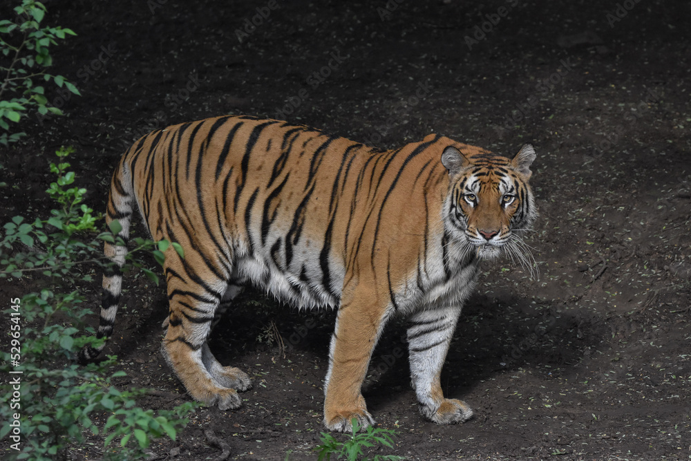 Obraz premium Bengal Royal tiger
