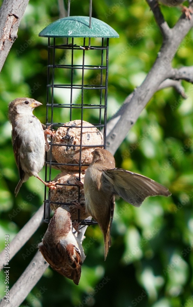 Naklejka premium sparrow on a branch