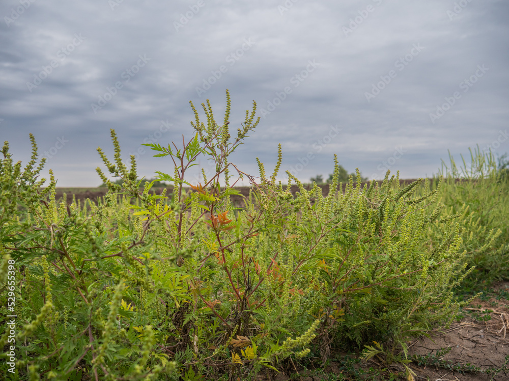 ragweed bloom, ragweed in the field ragweed bloom, ragweed in the field