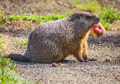 Konstfotografi Woodchuck eating a peach dinner
