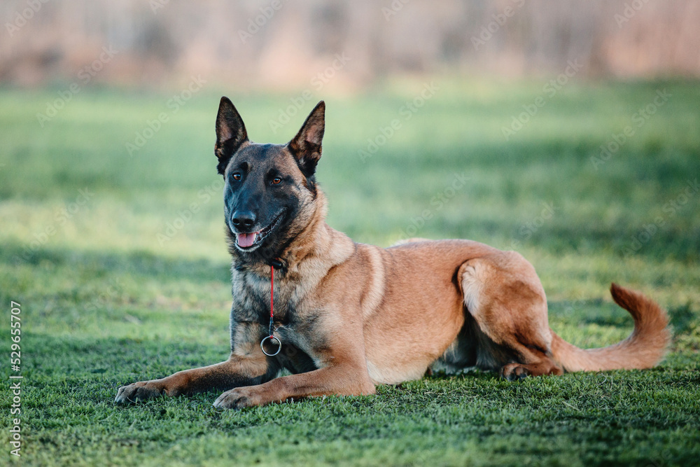 Working malinois dog. Belgian shepherd dog. Police, guard dog Working malinois dog. Belgian shepherd dog. Police, guard dog