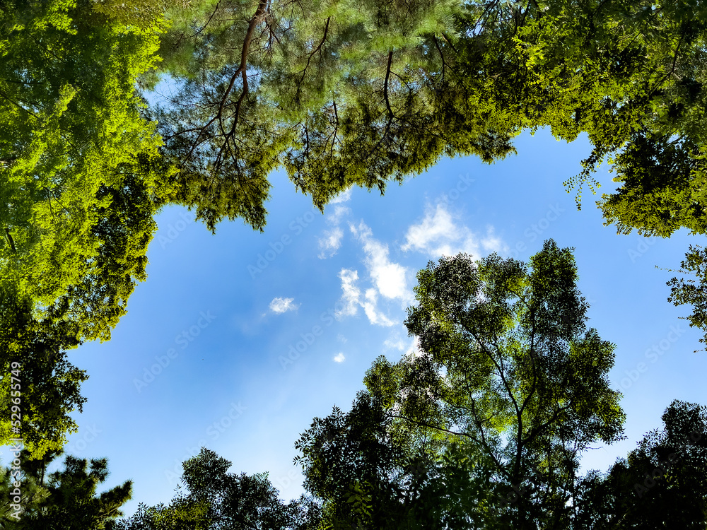 Fototapeta premium 木々