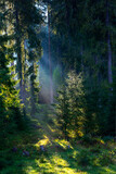 Forest landscape, sunset rays coming through the fir trees, vertical image, Horehronie, Slovakia, Europe 