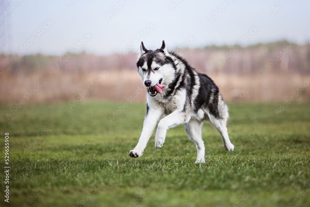 Dog playing and running outdoor