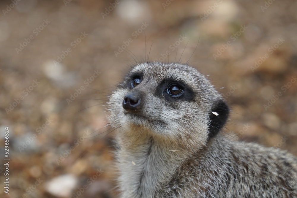 Meerkat
Meerkat