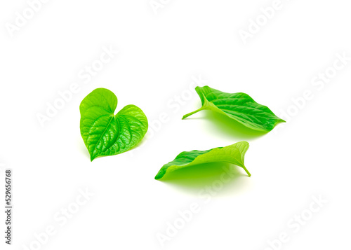 Three homegrown fresh cut Piper sarmentosum or Piper lolot leaves isolated on white background photo