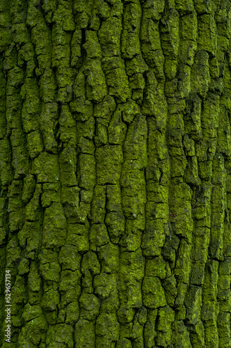 Tree bark close-up, tree trunk covered with green mold and moss.