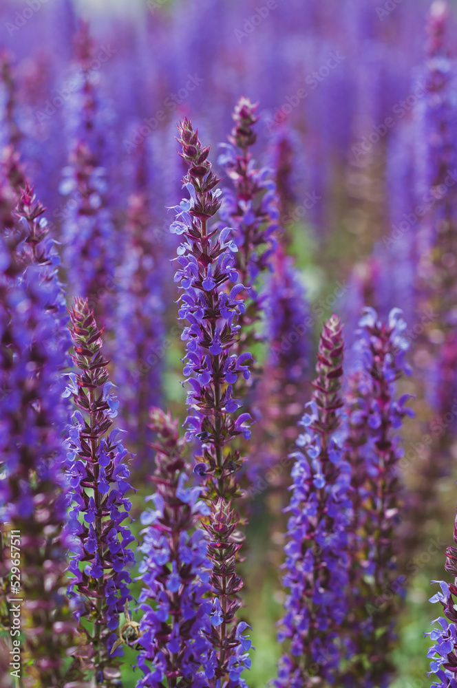 Fototapeta premium Violet flowers Sage, ears of sage officinalis, close-up