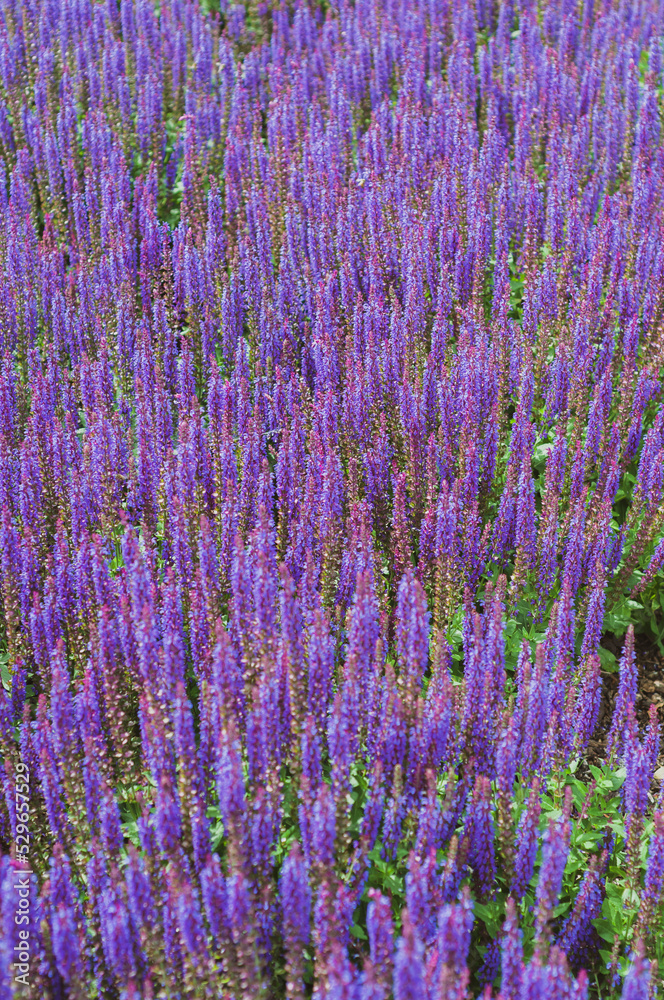 Field of blooming sage in bright sunlight. Salvia officinalis or sage, perennial plant, blue purple flowers