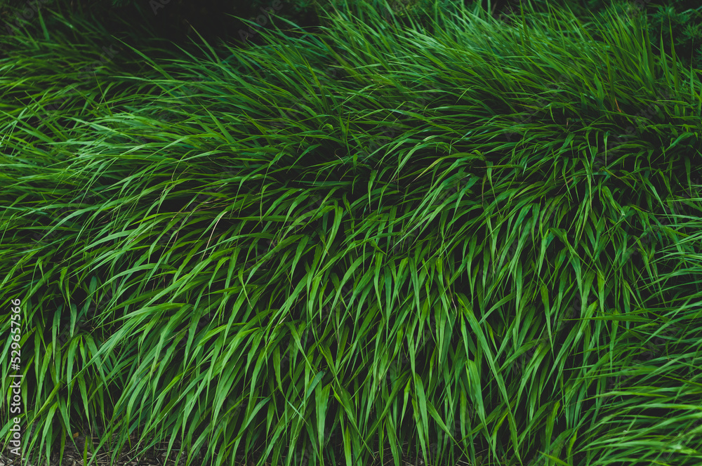 Bright green dense grass close up, colorful plant background. Bright green dense grass close up, colorful plant background.