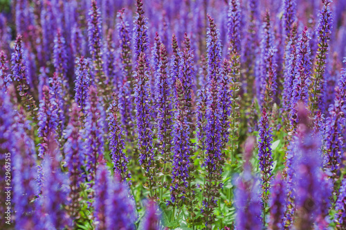 Fototapeta Naklejka Na Ścianę i Meble -  Field of blooming sage in bright sunlight. Salvia officinalis or sage, perennial plant, blue purple flowers