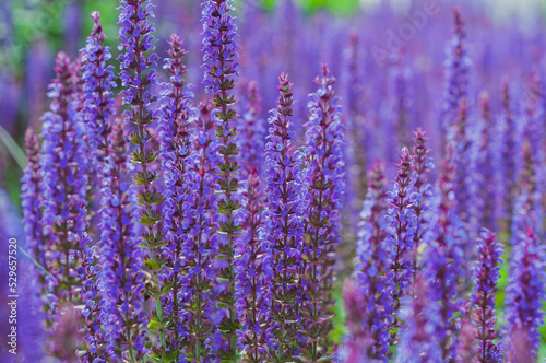 Field of flowering sage  medicinal plant with blue-violet flowers. Salvia officinalis or sage perennial plant