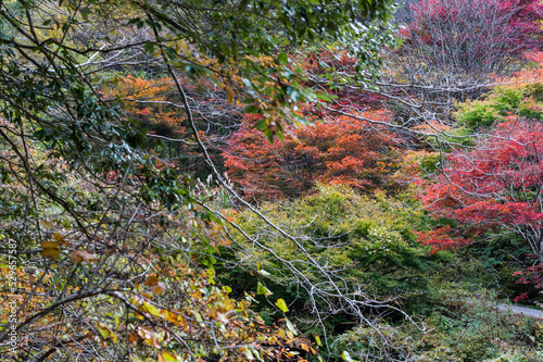 Obraz na płótnie 奈良県天川村の秋風景 w salonie
