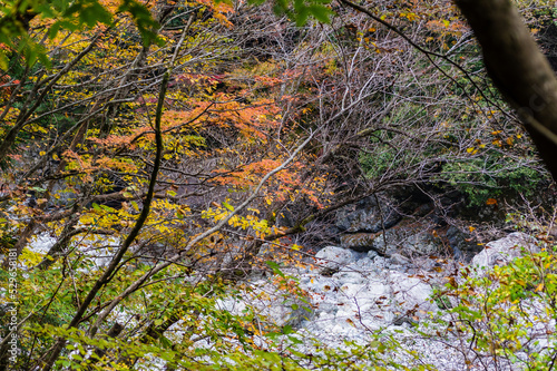 Obraz na płótnie 奈良県天川村の秋風景 w salonie