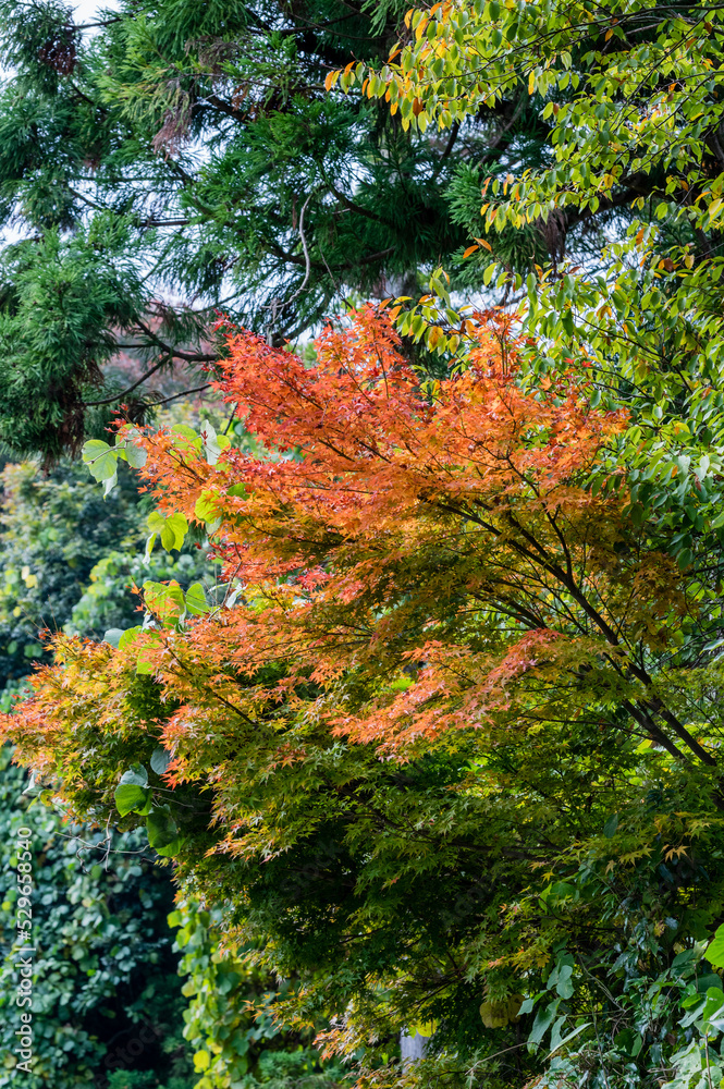 奈良県天川村の秋風景