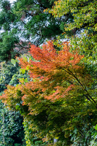 Obraz na płótnie 奈良県天川村の秋風景 w salonie