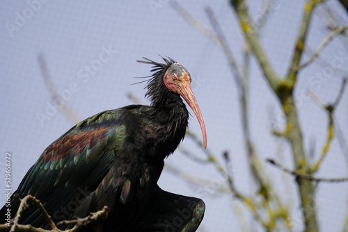 Northern bald ibis photo