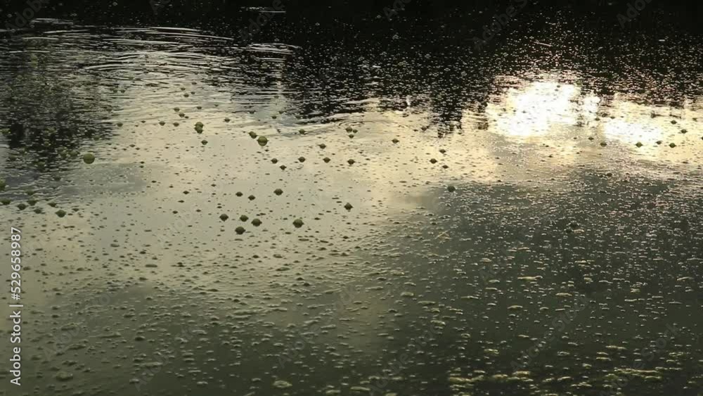 Bubbles in the fish pond formed by green algae Bubbles in the fish pond formed by green algae
