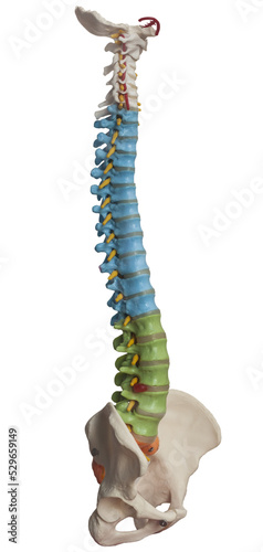 View of a spine model isolated on transparent background

