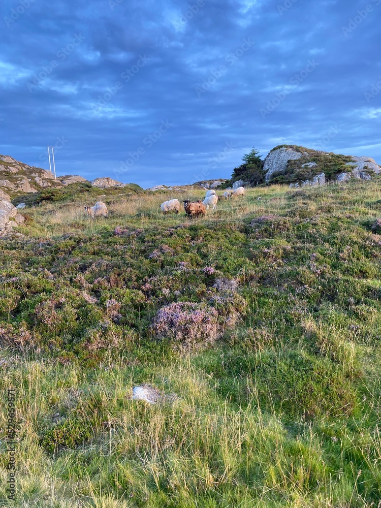 Field with wild Norwegian sheep. Field with wild Norwegian sheep.