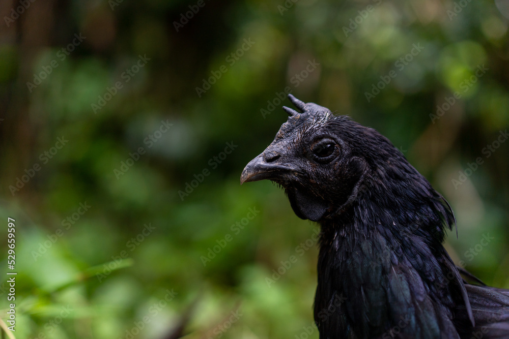 Fototapeta premium closed up of a black hen chicken with natural background