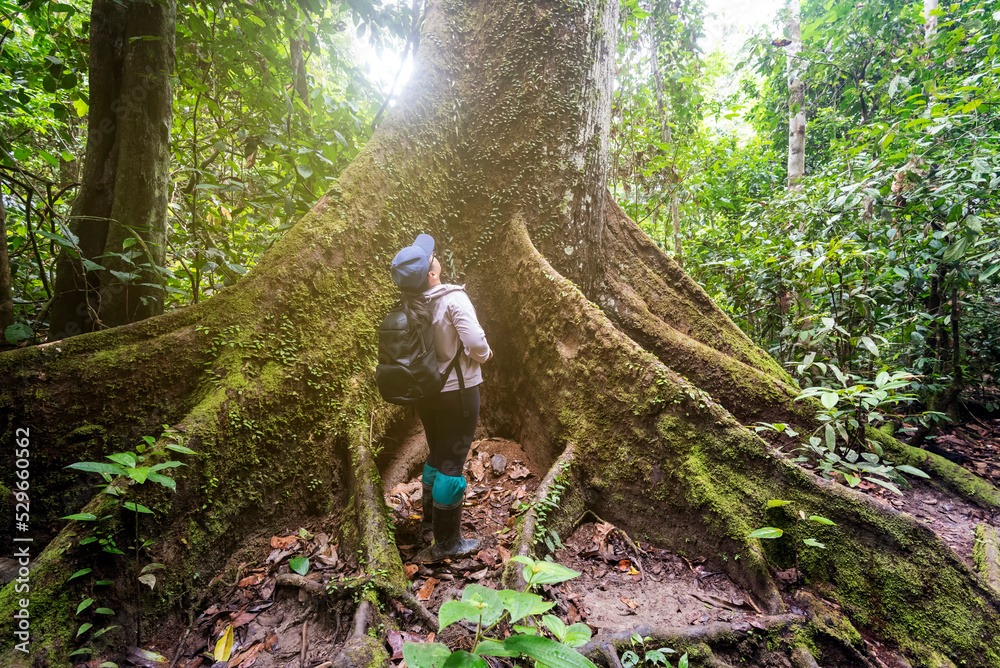 Fototapeta premium Woman admiring the tall and big tree in the jungle of borneo in Tabin Lahad Datu