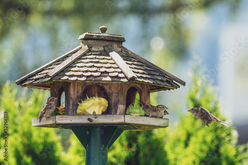 sparrows fighting for food at a bird feeder house