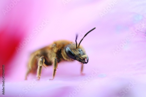 Abeille dans fleur rose