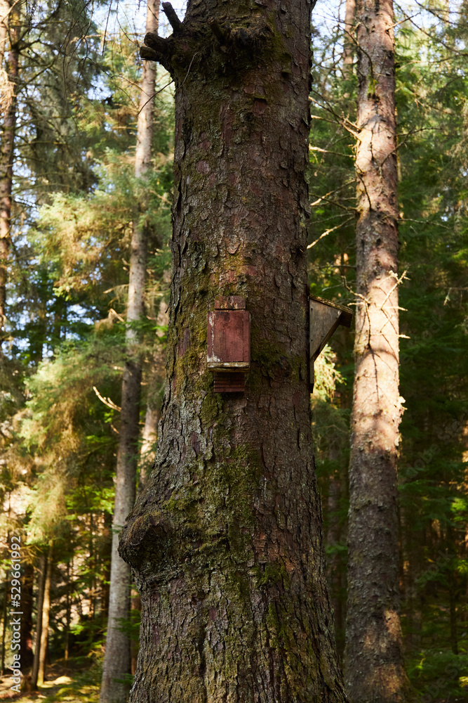 Bat boxes mounted on a fir tree trunk in Glenbranter forest, Strachur, Argyll and Bute. Scotland Bat boxes mounted on a fir tree trunk in Glenbranter forest, Strachur, Argyll and Bute. Scotland